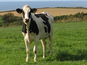 mucca senza etichetta